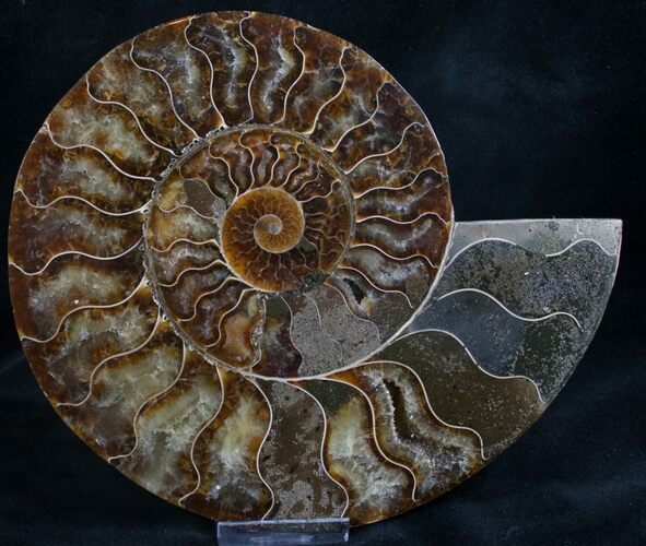 Split Ammonite Half - Agatized Chambers #7807